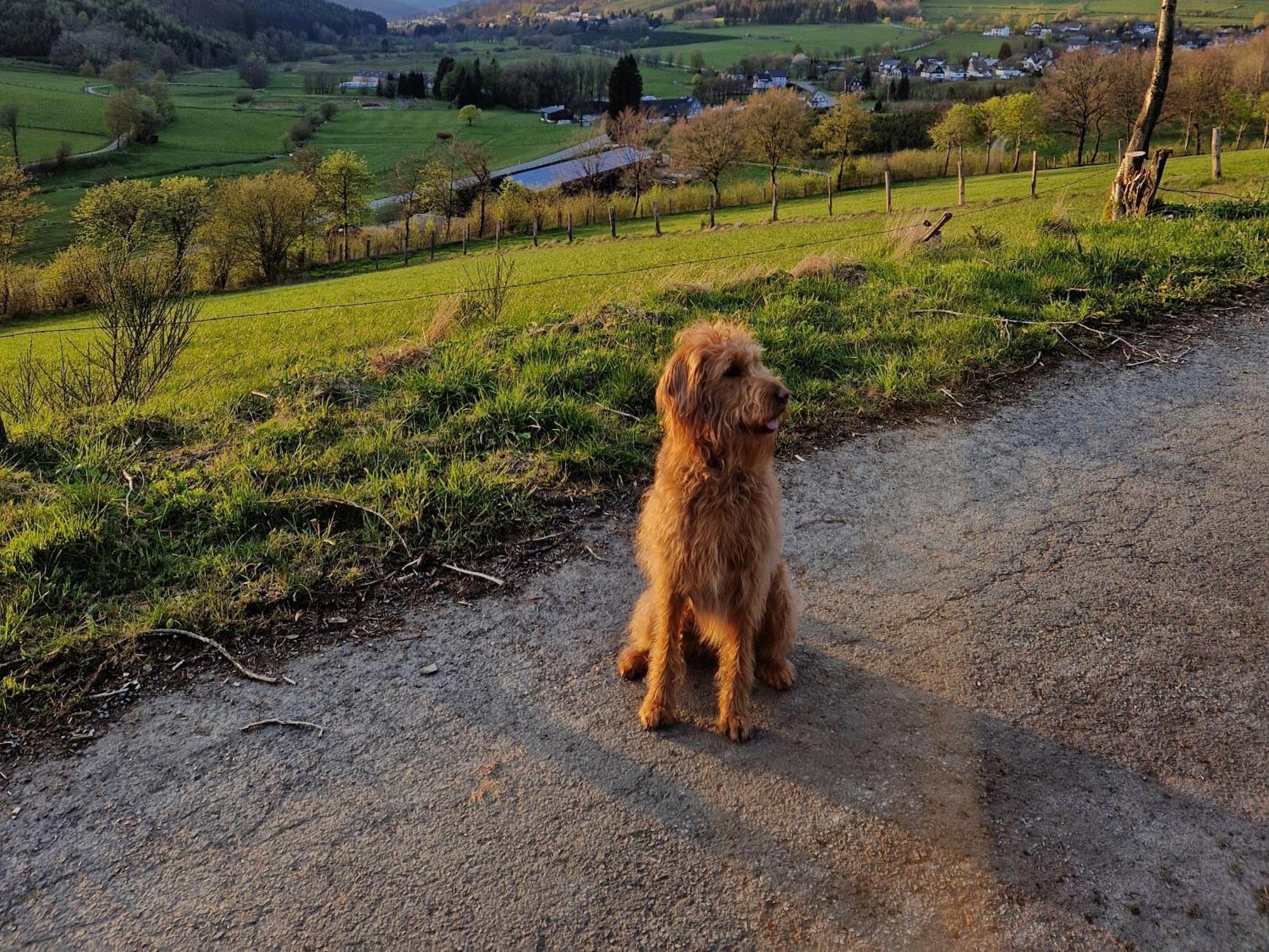 Ferienwohnung Fuchsbau Mit Kamin & Terrasse & Hunde Winterberg Eksteriør bilde